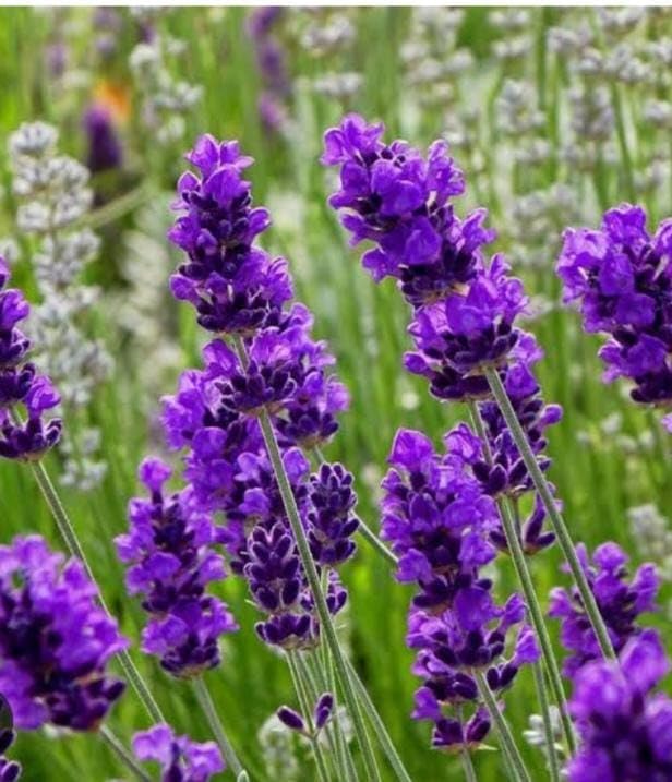 Lilac Lavender Seeds – Soft Pastel Blooms for Fragrant Gardens & Landscaping