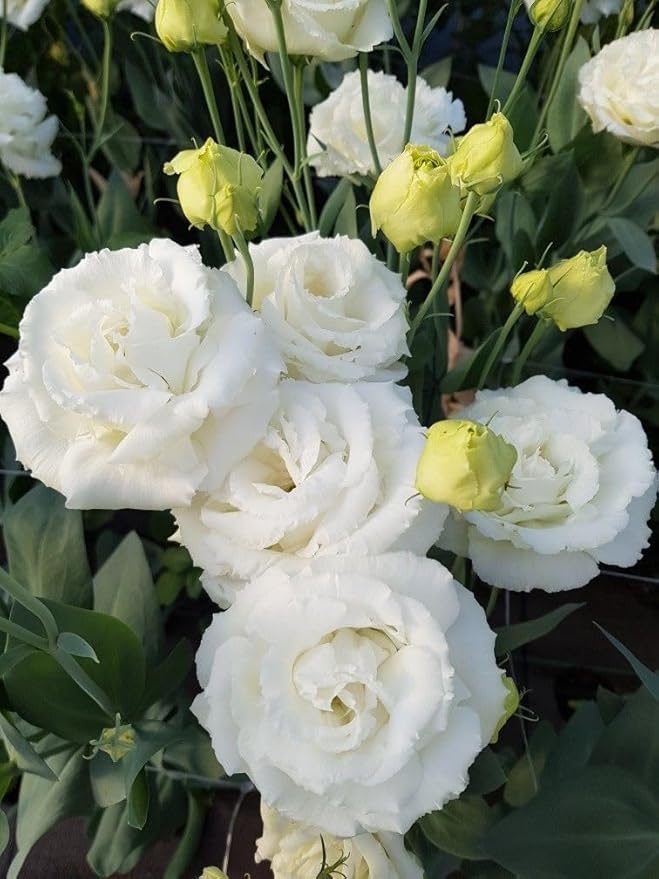 Semillas de Lisianthus Echo Blanco, Flores Blancas Puras Clásicas para Jardines Elegantes y Ramos