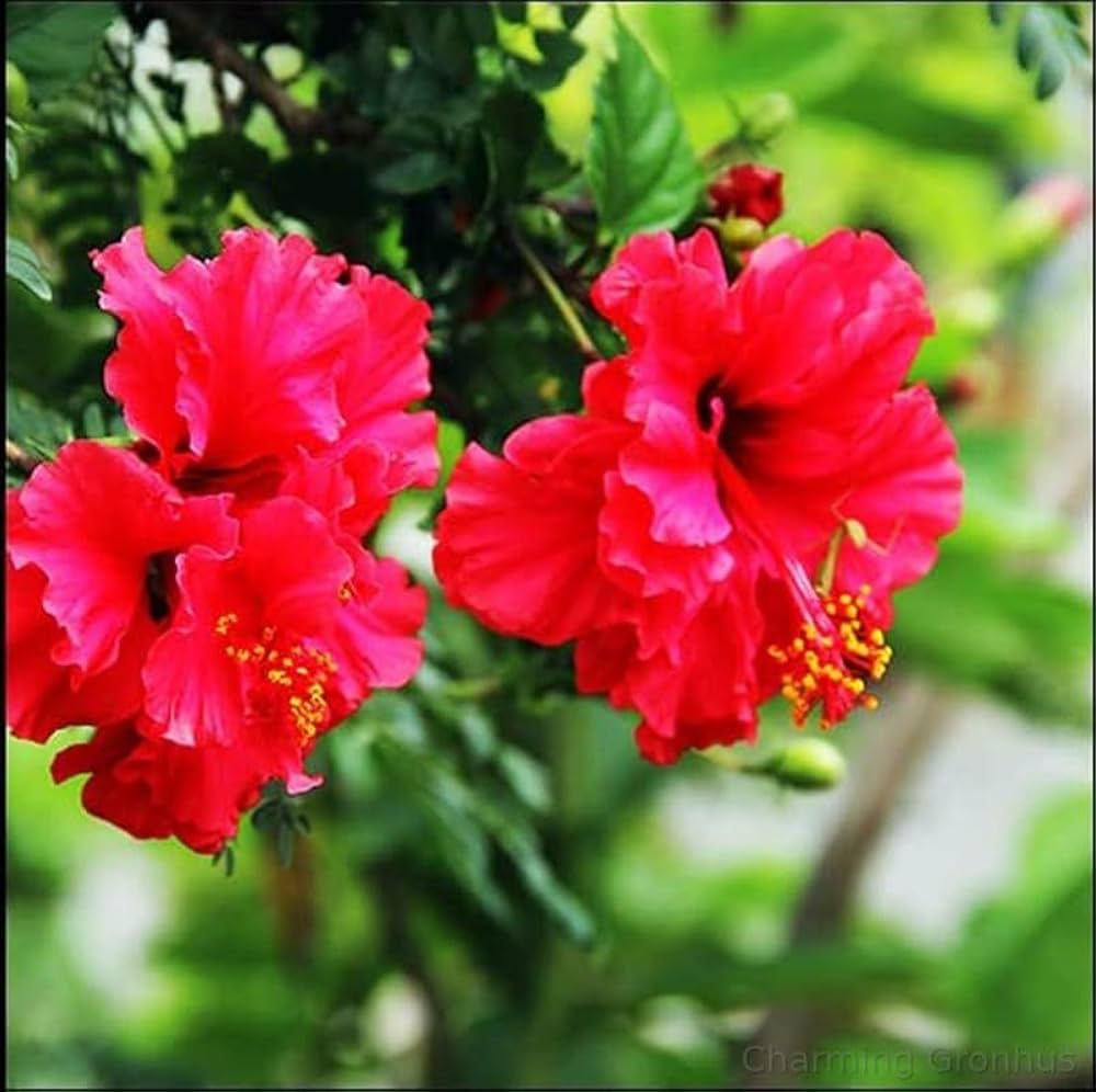 Graines d'hibiscus (graines d'hibiscus double rouge) - floraisons vibrantes premium pour jardins