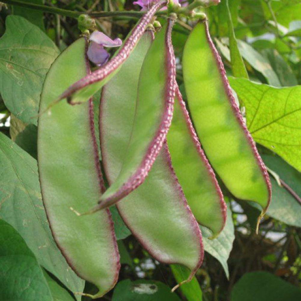 Dolichos Violet Green Seeds - Exquisite Vine for Planting in Your Garden