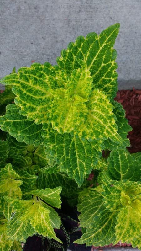 Semillas de Coleus Wasabi – Follaje Verde Vibrante para Plantar en el Jardín