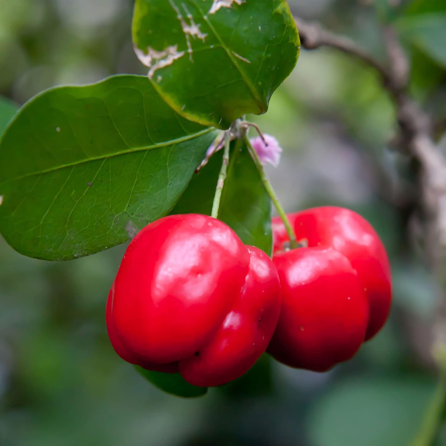 Barbados-Kirschsamen Acerola, Malpighia Emarginata, tropische Frucht, reich an Vitamin C und A, für Säfte, kulinarisch, 10 Stück Fruchtsamen 