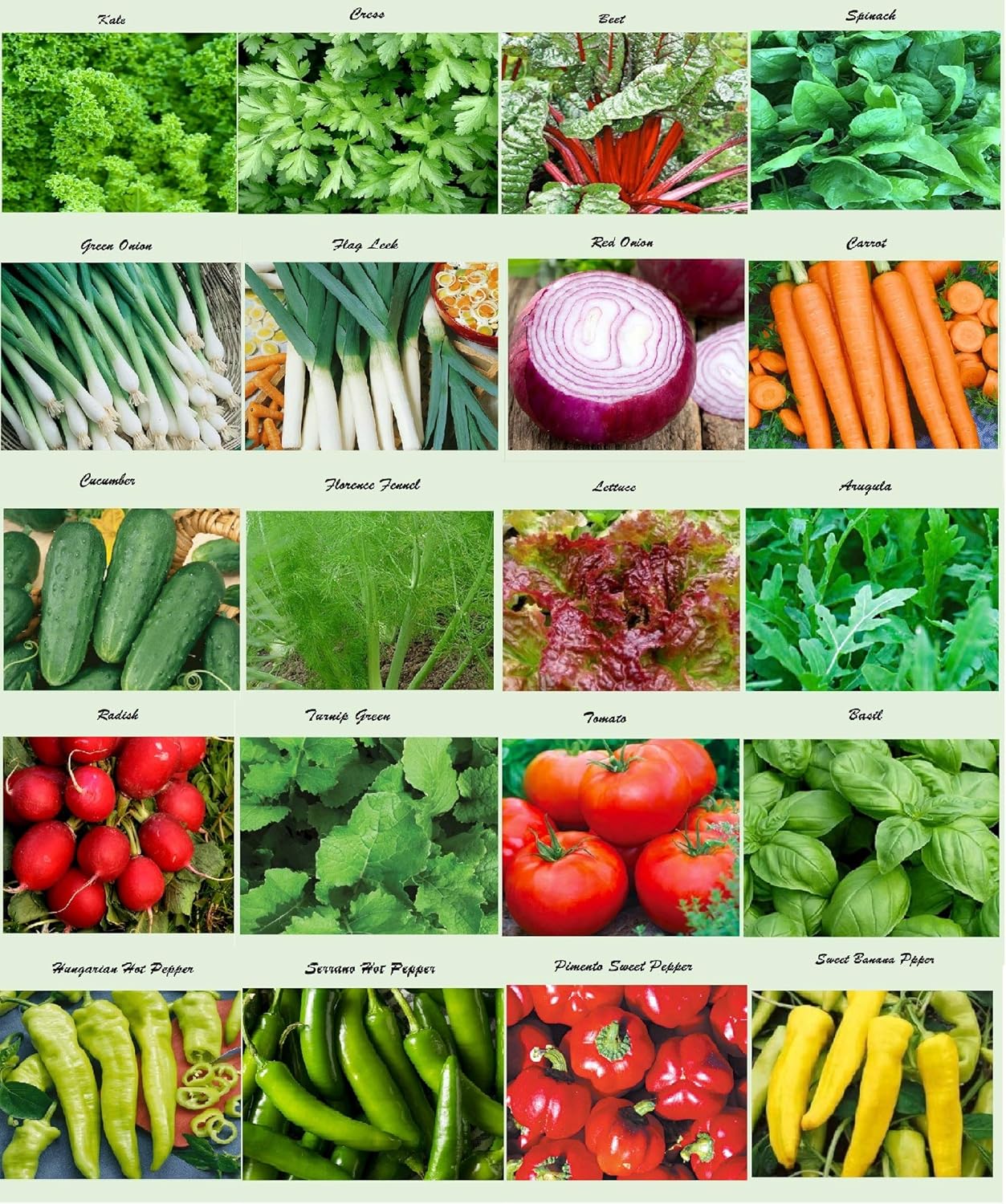 Combo de graines de légumes biologiques - 10 variétés, pour les amateurs de jardinage