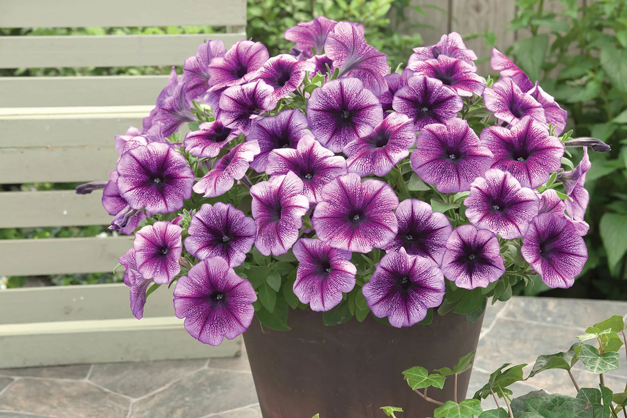 Lilac Petunia Seeds – Delicate Pastel Purple Blooms for Gardens & Containers