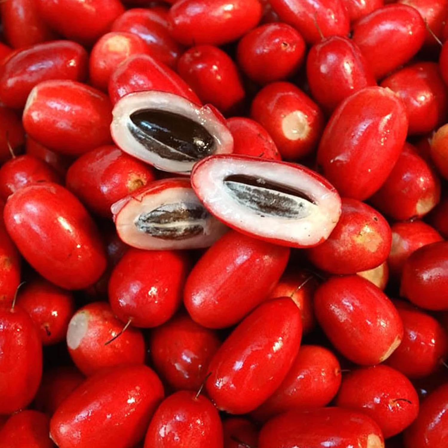 Synsepalum Dulcificum Seeds  Miracle Berry, Miracle Fruit Red Berries for Outdoor Growing