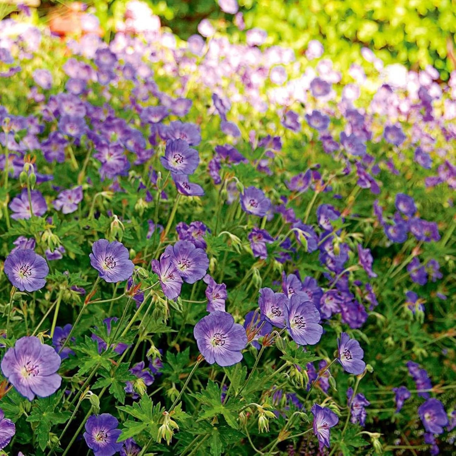 Geranium 'Rozanne' Seeds  Perennial, Long Blooming Period, Attracts Bees  Butterflies, Low Maintenance Ground Cover