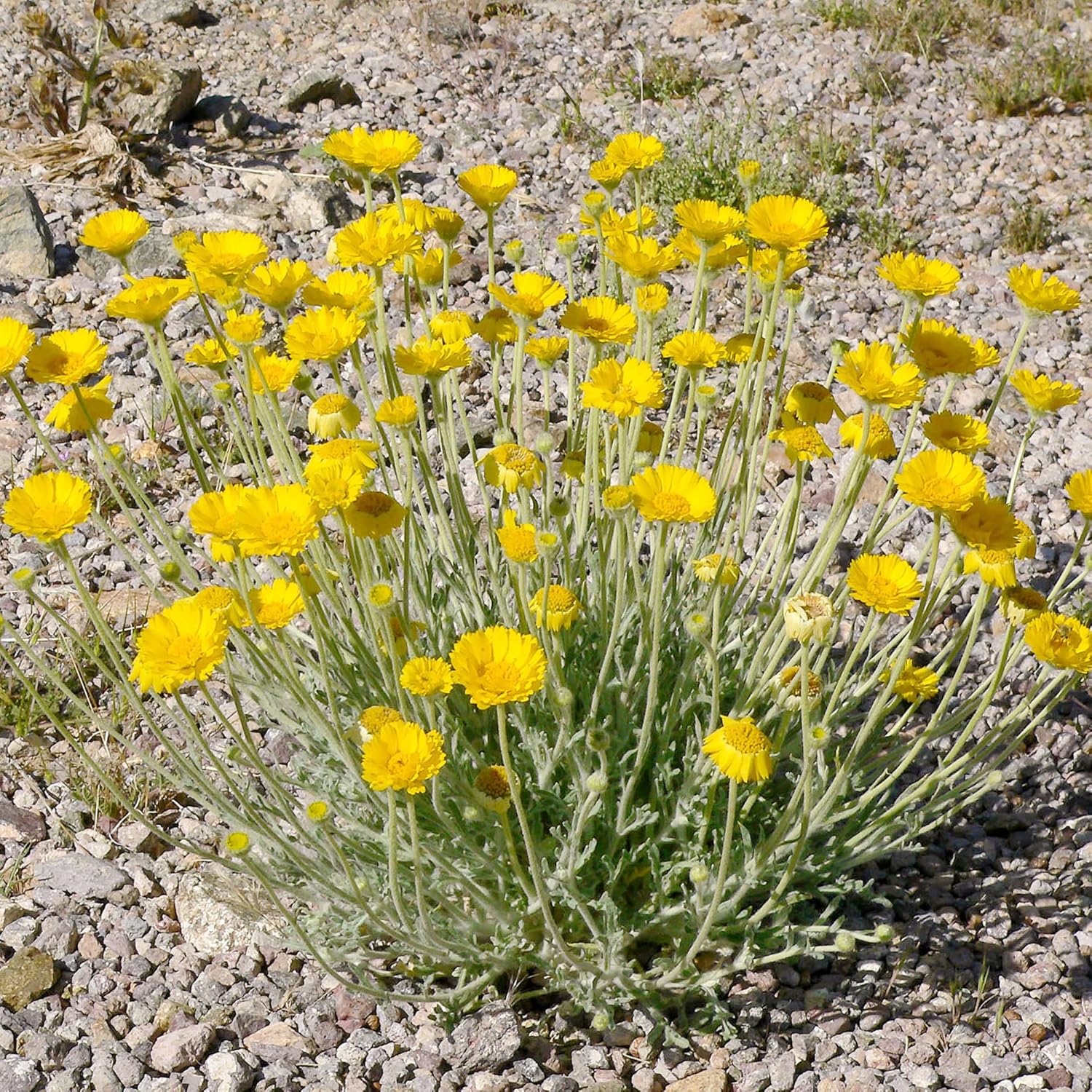 Desert Marigold Seeds  Baileya Multiradiata Perennial, Butterfly Attractor, Deer Resistant, Drought Tolerant, Ideal for Rock Gardens And Containers