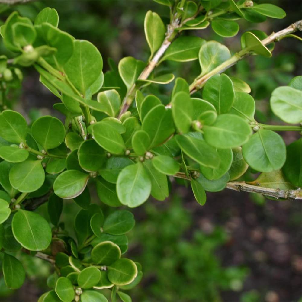 Wintergreen Japanese Boxwood Hedge Seeds (Buxus microphylla)