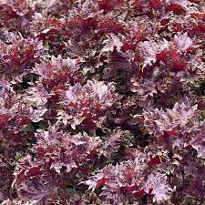 Kale Red Ruble Seeds Elevate Your Gardening Experience with Nutrient-Rich Greens and Vibrant, Deep Red Leaves