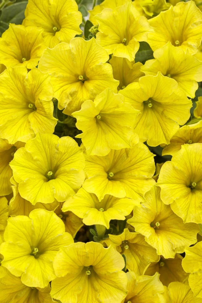 Lemon Yellow Petunia Seeds – Soft, Sunny Blooms for Gardens & Hanging Baskets