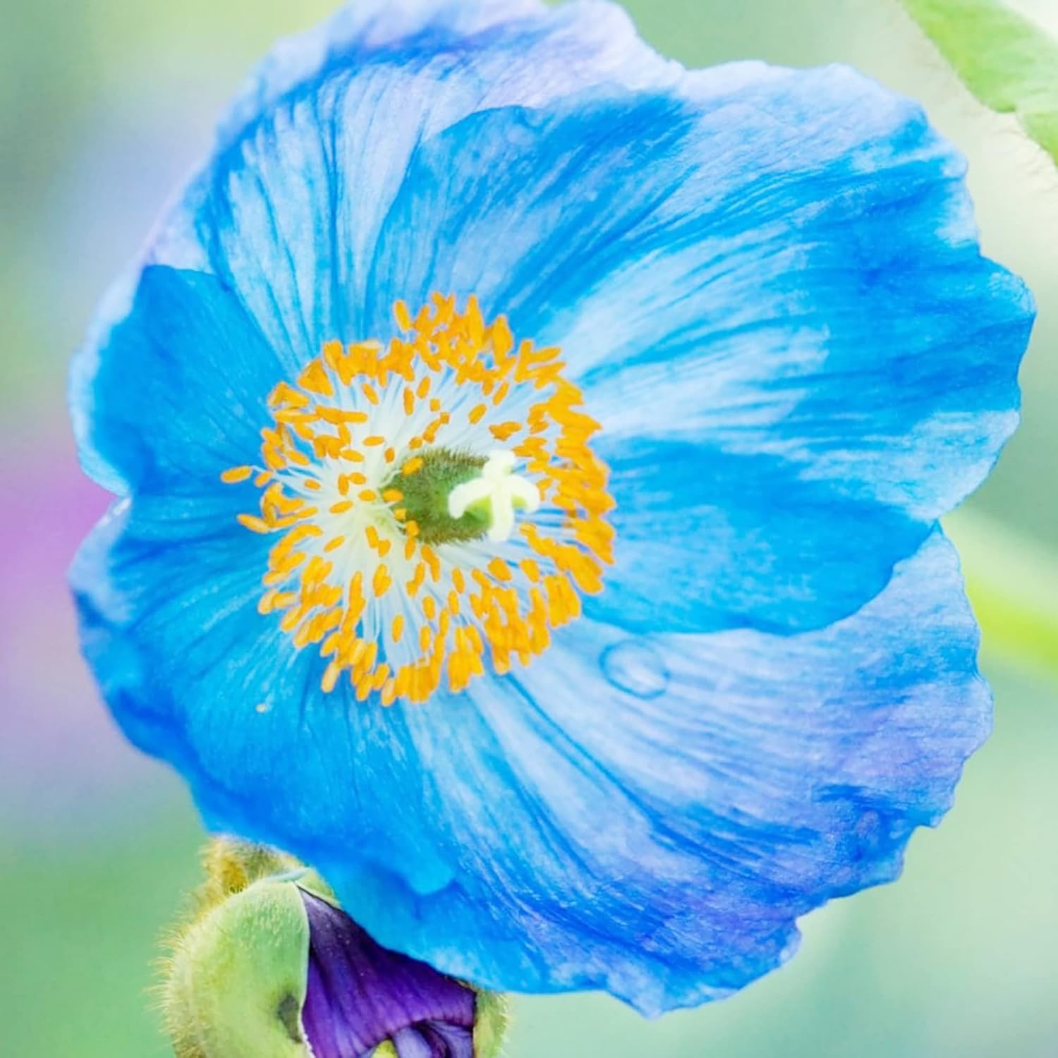 Graines de pavot bleu de l'Himalaya - Fleurs bleues vives et captivantes, plantes vivaces de courte durée pour bordures ombragées et jardins boisés, 20 graines de fleurs