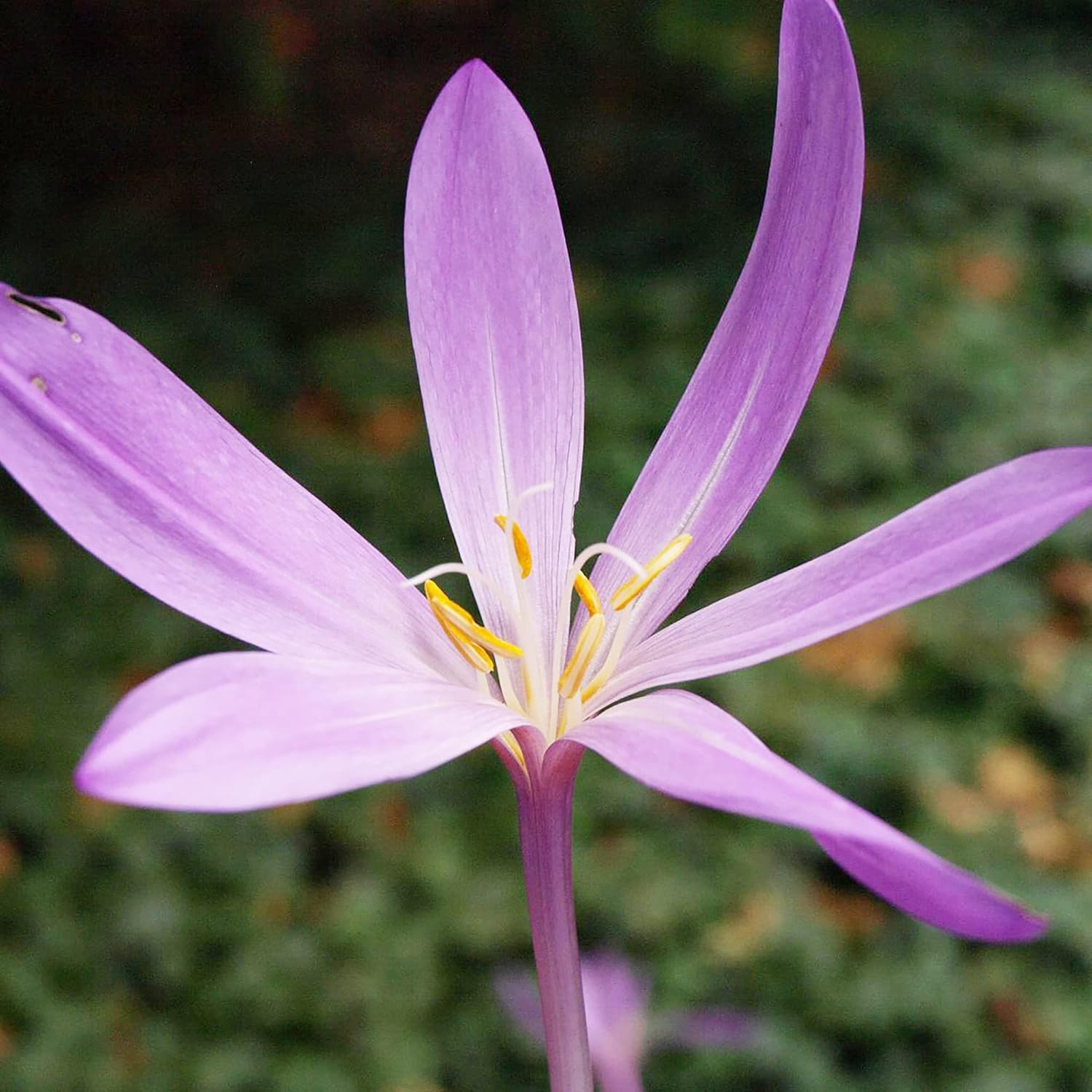 Autumn Crocus Seeds Colchicum Autumnale Cup-Shaped Flowers Minimal Maintenance Perennial Beds & Rock Gardens 100Pcs