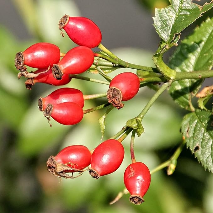 Rose Hip Seeds for Herbal Teas, Jams, Jellies And Outdoor Shrubs
