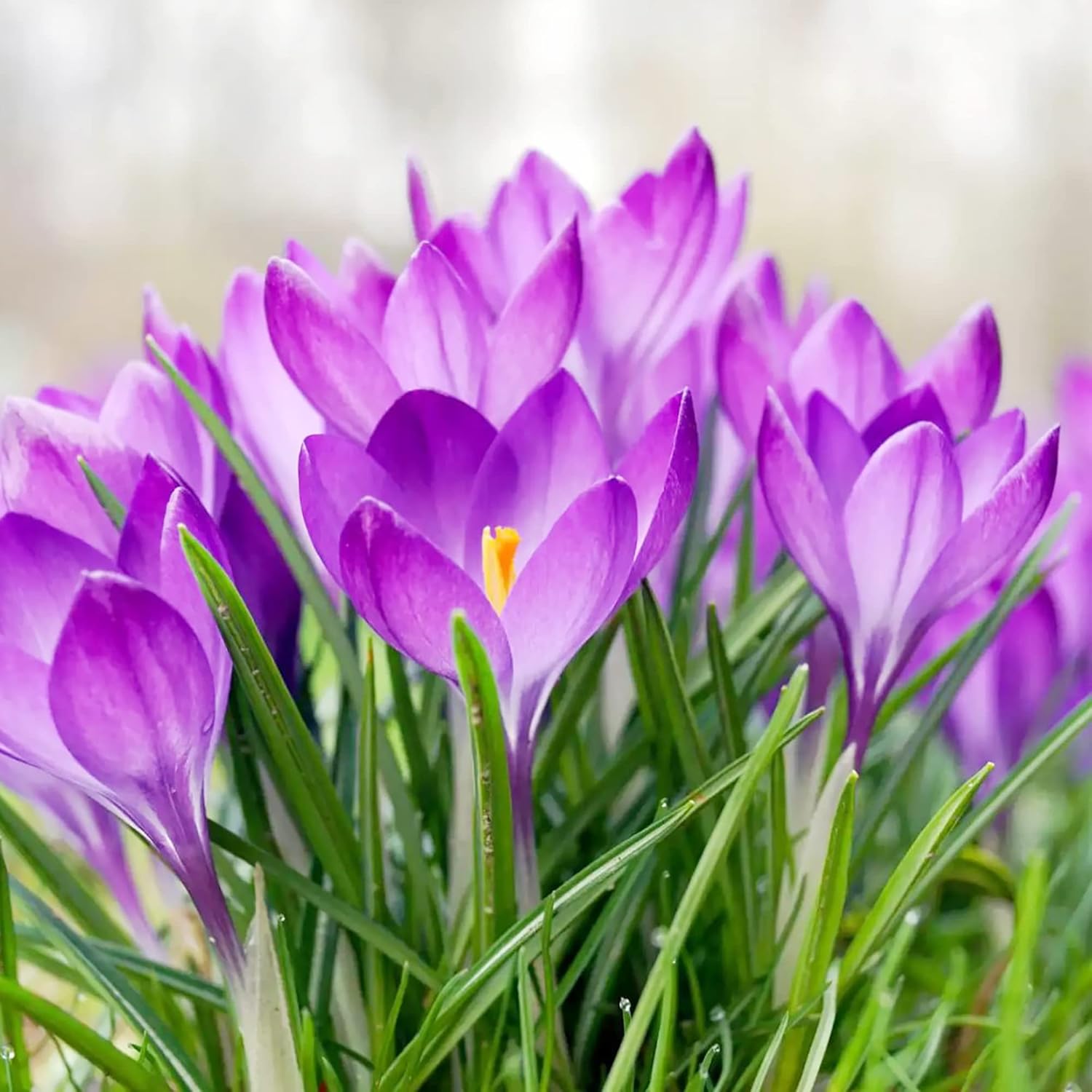 Autumn Crocus Seeds Colchicum Autumnale Cup-Shaped Flowers Minimal Maintenance Perennial Beds & Rock Gardens 100Pcs