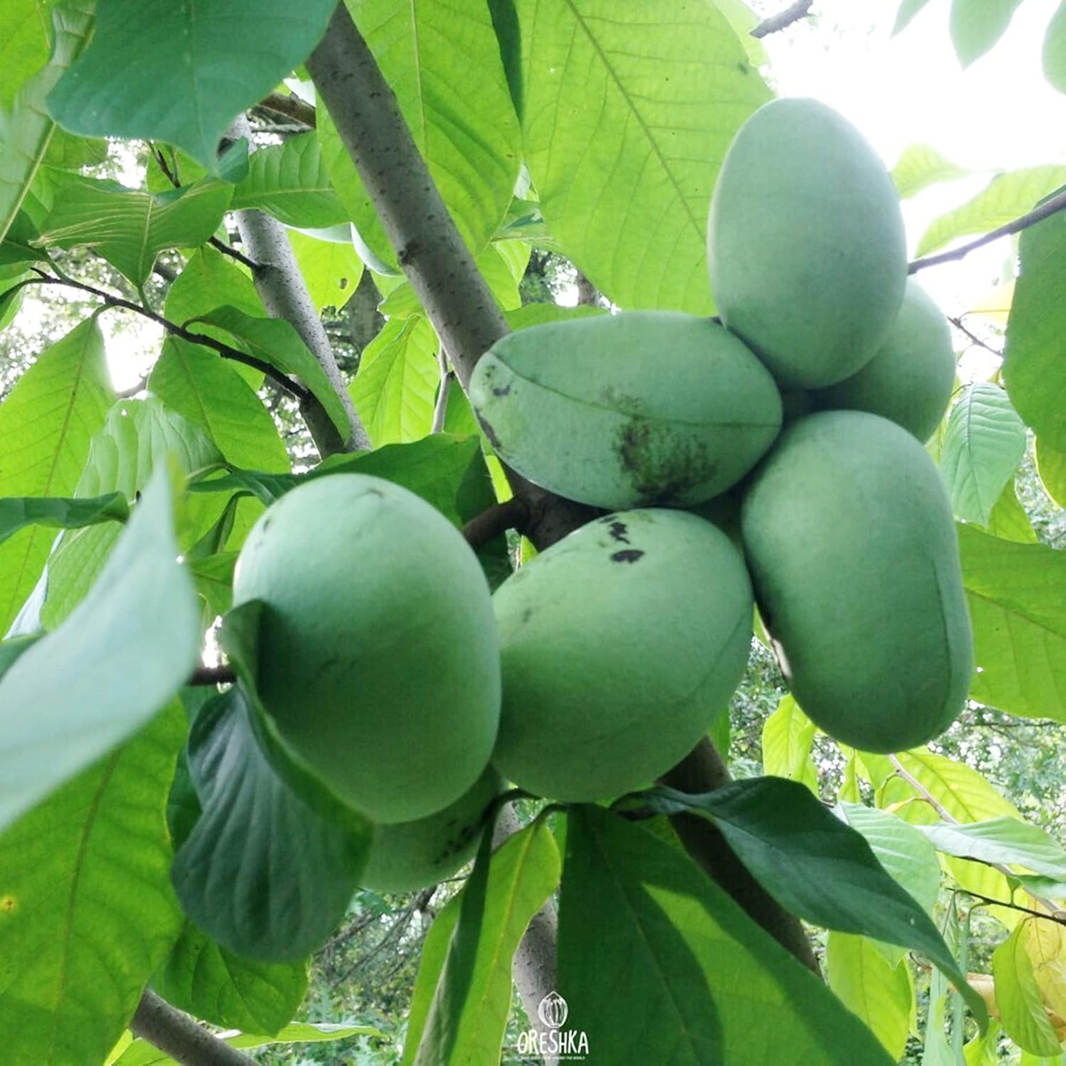 Asimina Triloba Pawpaw Seeds | Low Maintenance Edible Fruit Tree | Fragrant, Showy, Wet Soil Tolerant