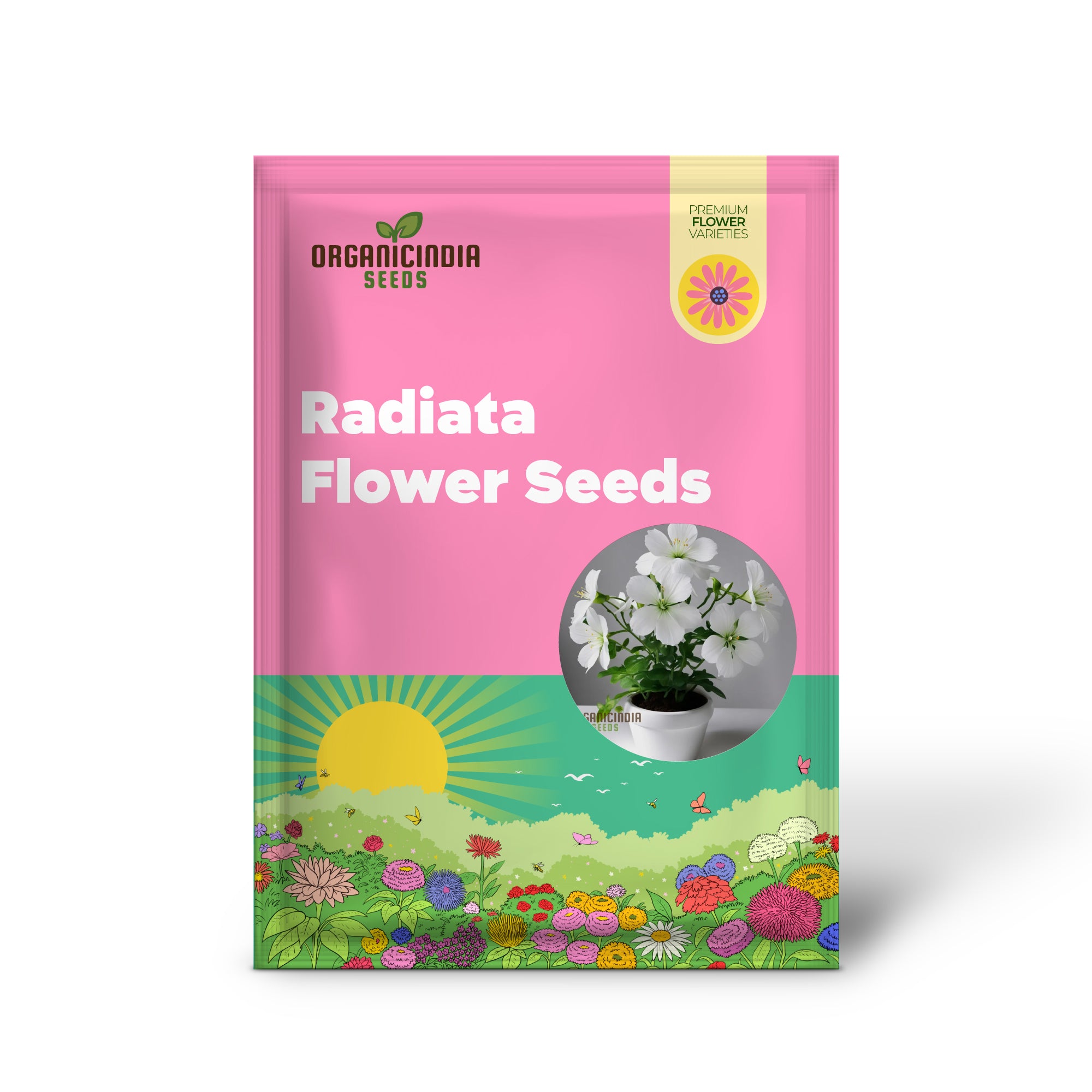 White Radiata Flower Seeds - Elegant Blooms for Serene Garden Beauty