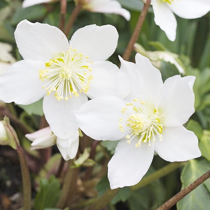 Christmas Rose Seeds (Helleborus Niger) GMO-Free Perennial, Deer & Rabbit Resistant, Outdoor Borders & Beds - 20 Pcs Flower Seeds