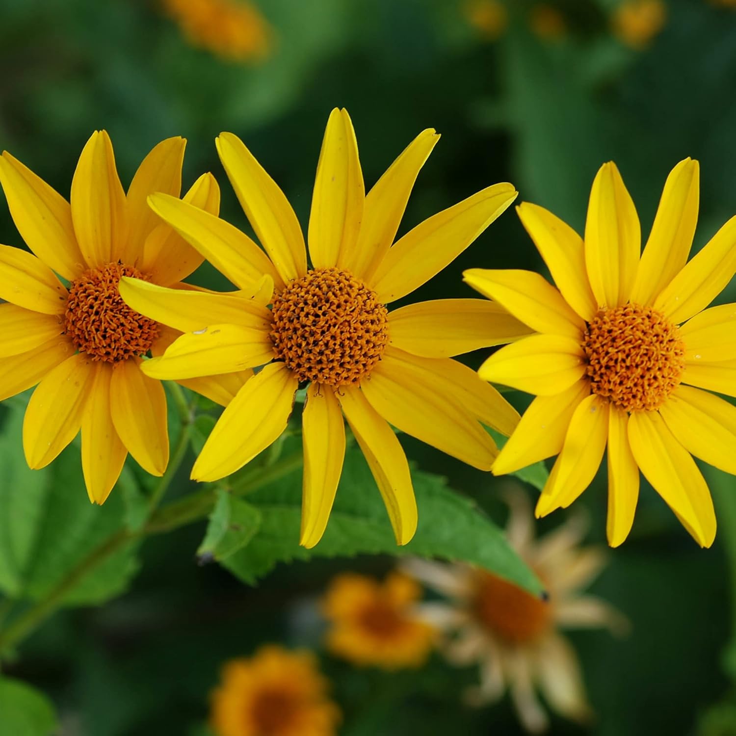 False Sunflowers Seeds (Heliopsis Helianthoides) | Perennial, Hardy, Heat & Drought Tolerant | Vibrant Cut Flowers for Patio, Container, and Garden Bed | 50Pcs Flower Seeds