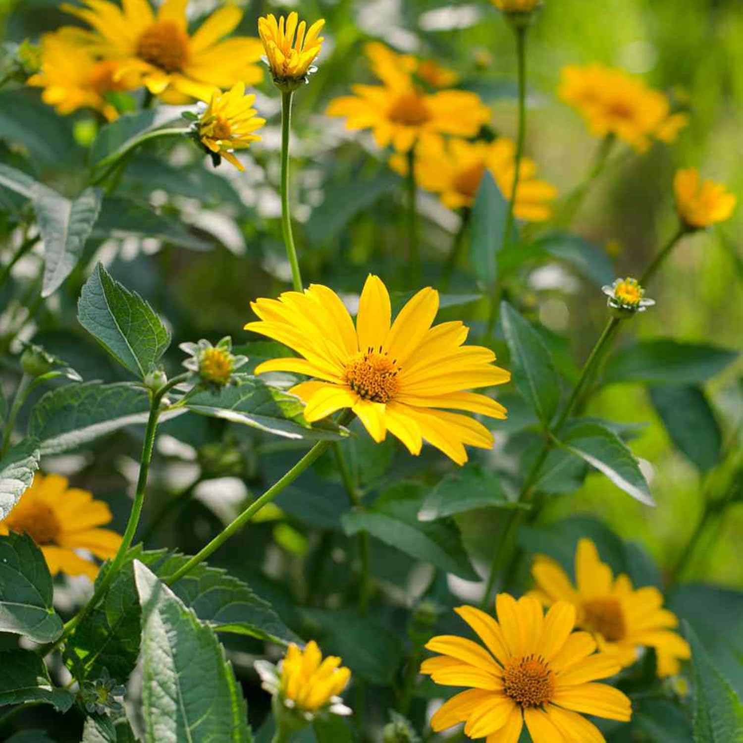False Sunflowers Seeds (Heliopsis Helianthoides) | Perennial, Hardy, Heat & Drought Tolerant | Vibrant Cut Flowers for Patio, Container, and Garden Bed | 50Pcs Flower Seeds
