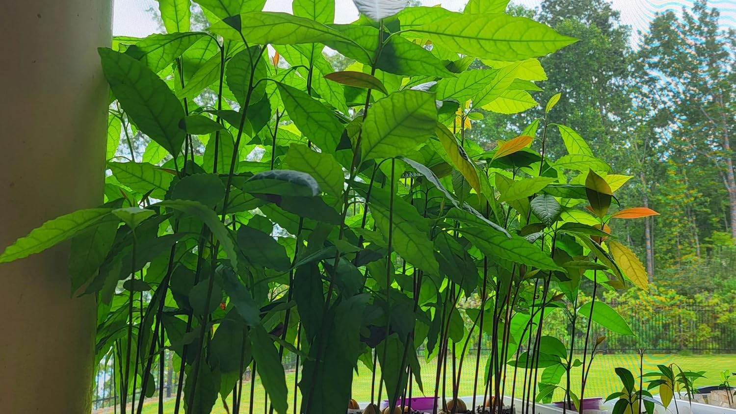 Healthy Hass Avocado seeds for Planting - 2 to 3 Feet Tall - Backyard Fruit Tree - 1 Piece