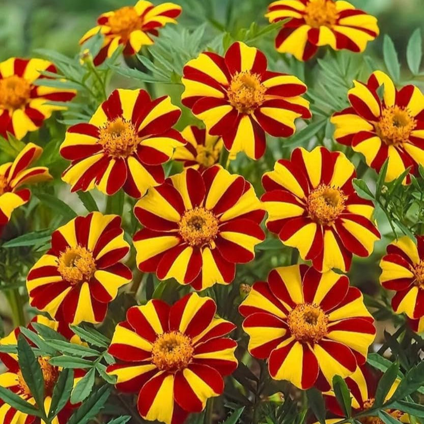 Mr Majestic Marigold Seeds  Premium Quality Seeds for Vibrant Garden Blooms and Successful Gardening