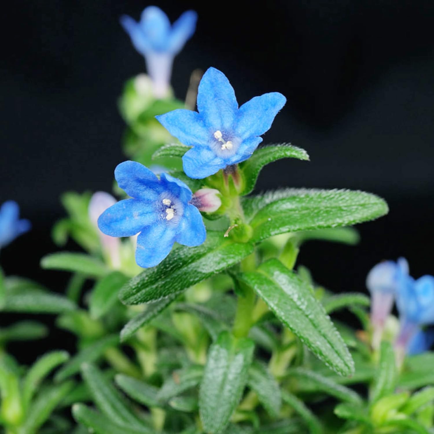 Glandora Diffusa Seeds for Planting- Perennial Hardy Ground Cover for Pathways, Rock Gardens & Containers