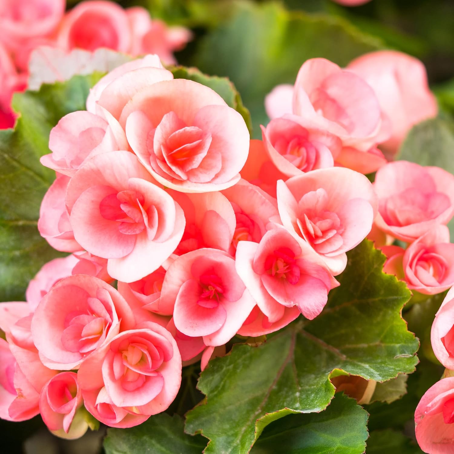 Pink Rieger Begonia Seeds  Popular Houseplant with Showy, Beautiful Flowers And Attractive Foliage  Easy to Care for  Ideal for Garden Beds, Indoor And Outdoor Spaces   Flower Seeds