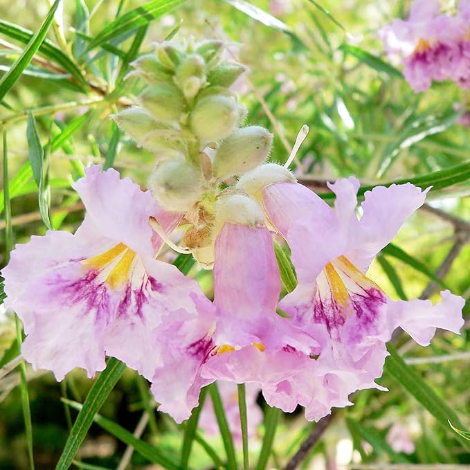 Graines d'arbustes de saule du désert (Chilopsis Linearis) - Sans OGM, résistants à la sécheresse, faciles à entretenir, à croissance rapide - 30 pièces
