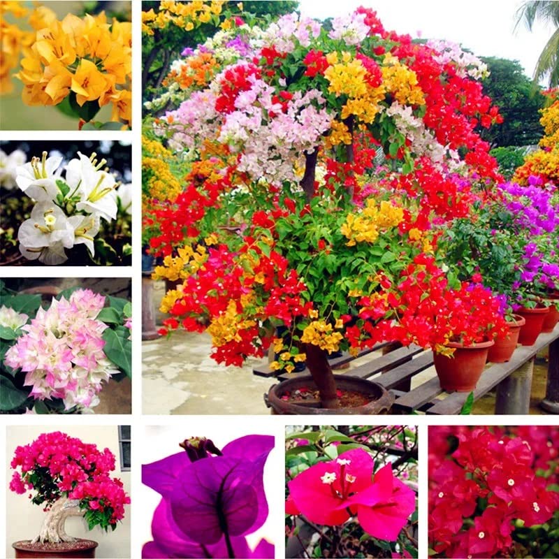 Mixed Colors Bougainvillea Seeds, Vibrant Climbing Blooms for Stunning Garden Displays