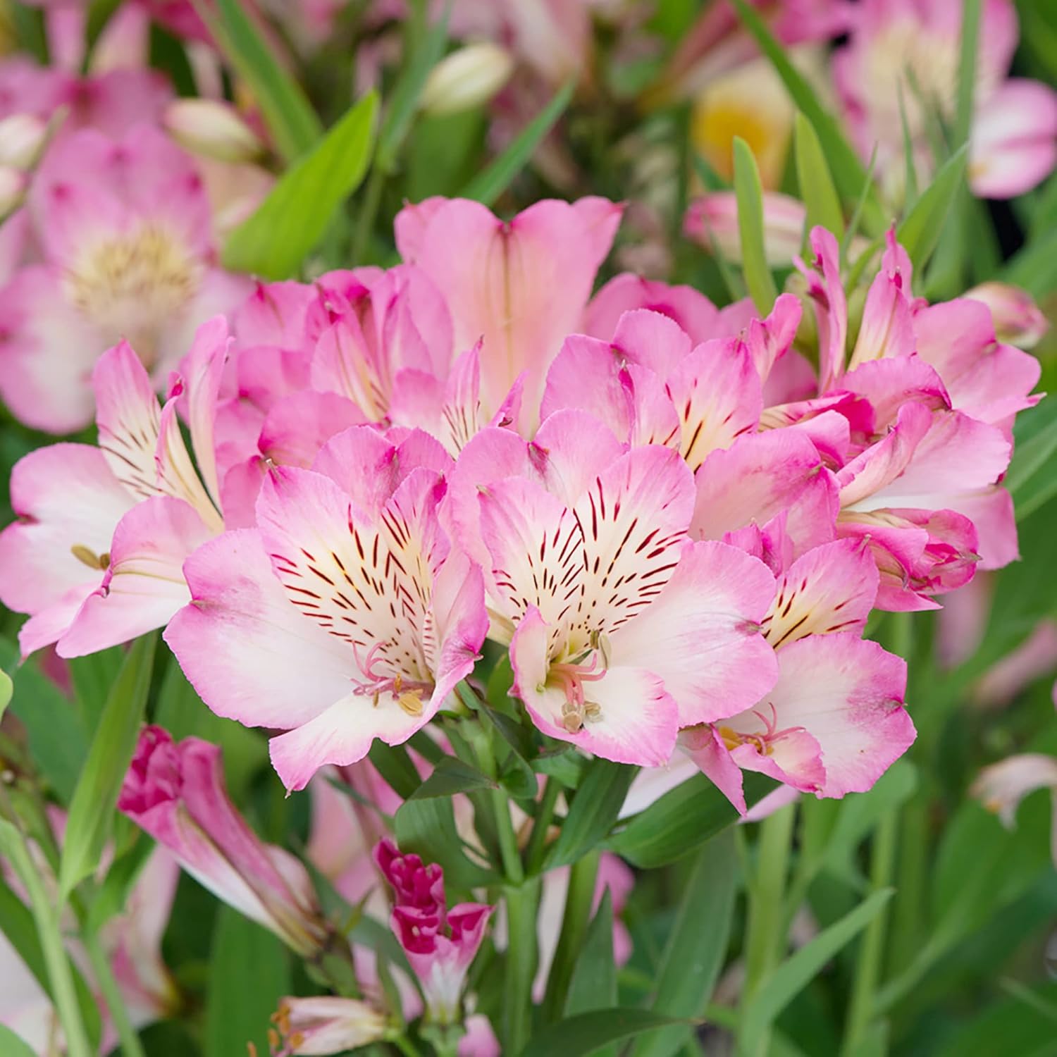 Graines d'Alstroemeria rose à planter - Lys péruvien vivace, parfait pour les fleurs coupées et les bordures de jardin