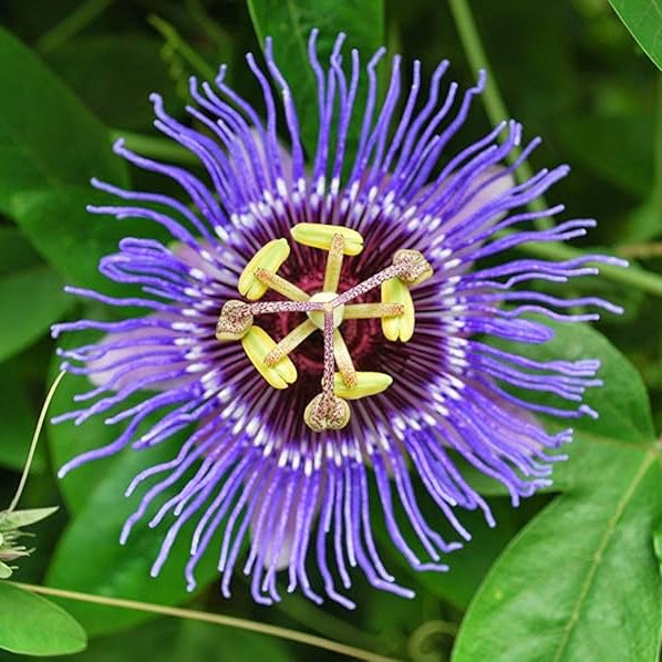 Graines de Passiflora Incarnata - Fleur de la Passion pourpre/Maypop, vigne vivace à croissance rapide, résistante à l'hiver - 200 pièces