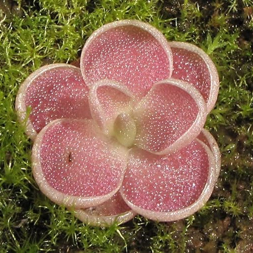 Butterwort (Carnivorous) Plant Seeds