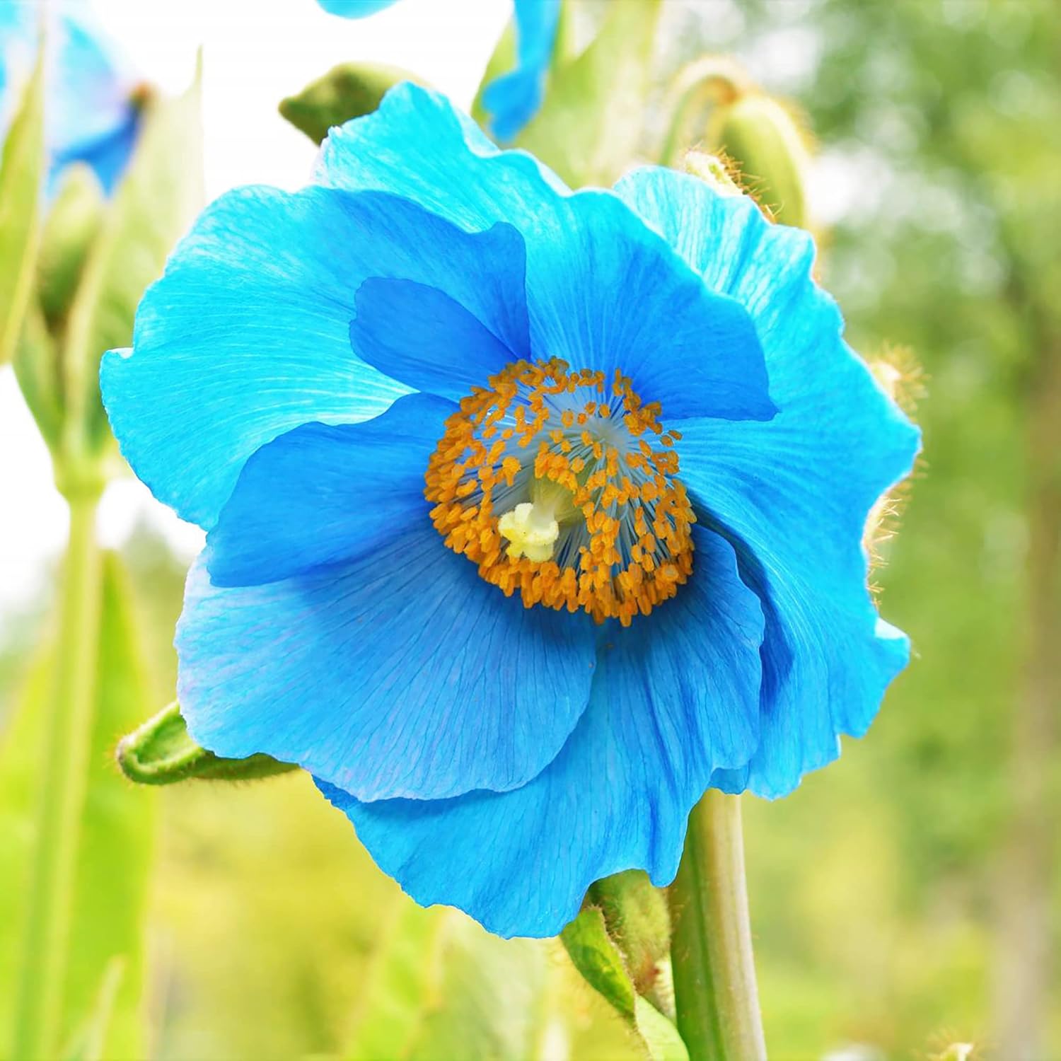 Graines de pavot bleu de l'Himalaya - Fleurs bleues vives et captivantes, plantes vivaces de courte durée pour bordures ombragées et jardins boisés, 20 graines de fleurs