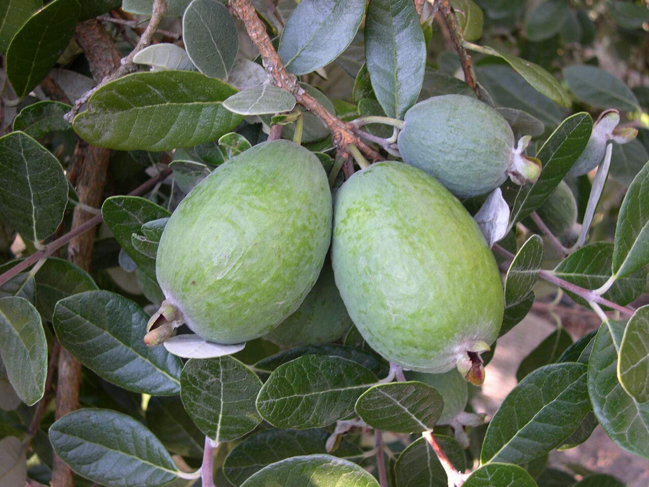 Pineapple Guava (Feijoa) Seeds – Exotic & Aromatic Fruit for Planting