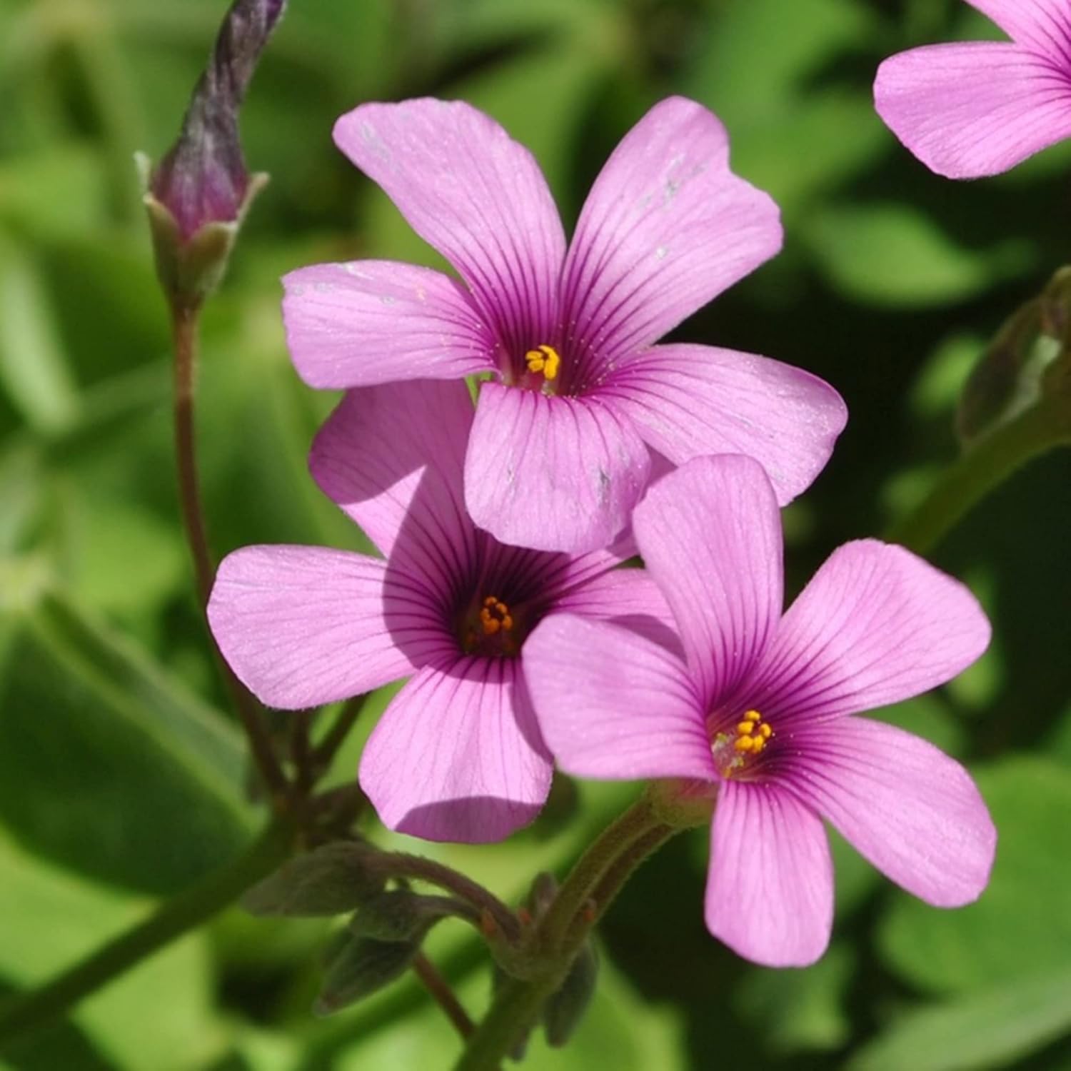 Pink Wood-Sorrel Seeds,  Oxalis Debilis, Low-Growing Perennial Herbaceous Ornamental for Pollinator Gardens, Outdoor Flower Beds