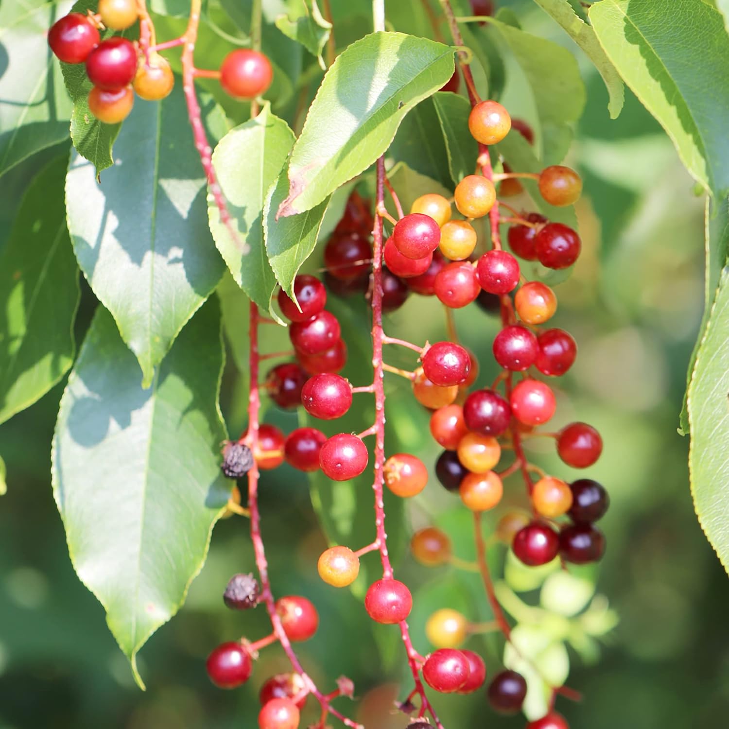 Schwarze Kirschsamen – mittelgroßer bis großer Laubbaum mit duftenden weißen Blüten, süßen, saftigen Früchten, ideal für Marmelade und kulinarische Zwecke – 30 Stück