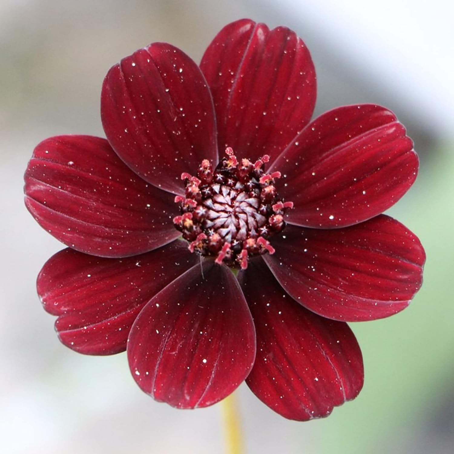 Chocolate Cosmos Seeds  Cosmos Atrosanguineus Perennial with Chocolate Fragrance, Butterfly Attracting Ornamental Flower for Gardens And Containers