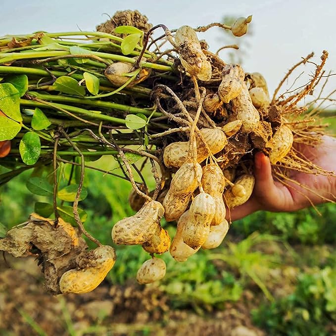 Graines d'arachide - Graines de jardin fraîches non OGM de Virginie Jumbo, 100 pièces