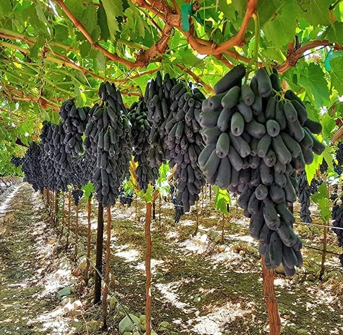 Black Finger Grape Vine Seeds