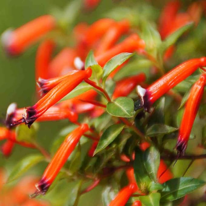 Cuphea Firecracker Plant (Cuphea ignea), Perennial, Annual, Deer Resistant, Pollinator Friendly
