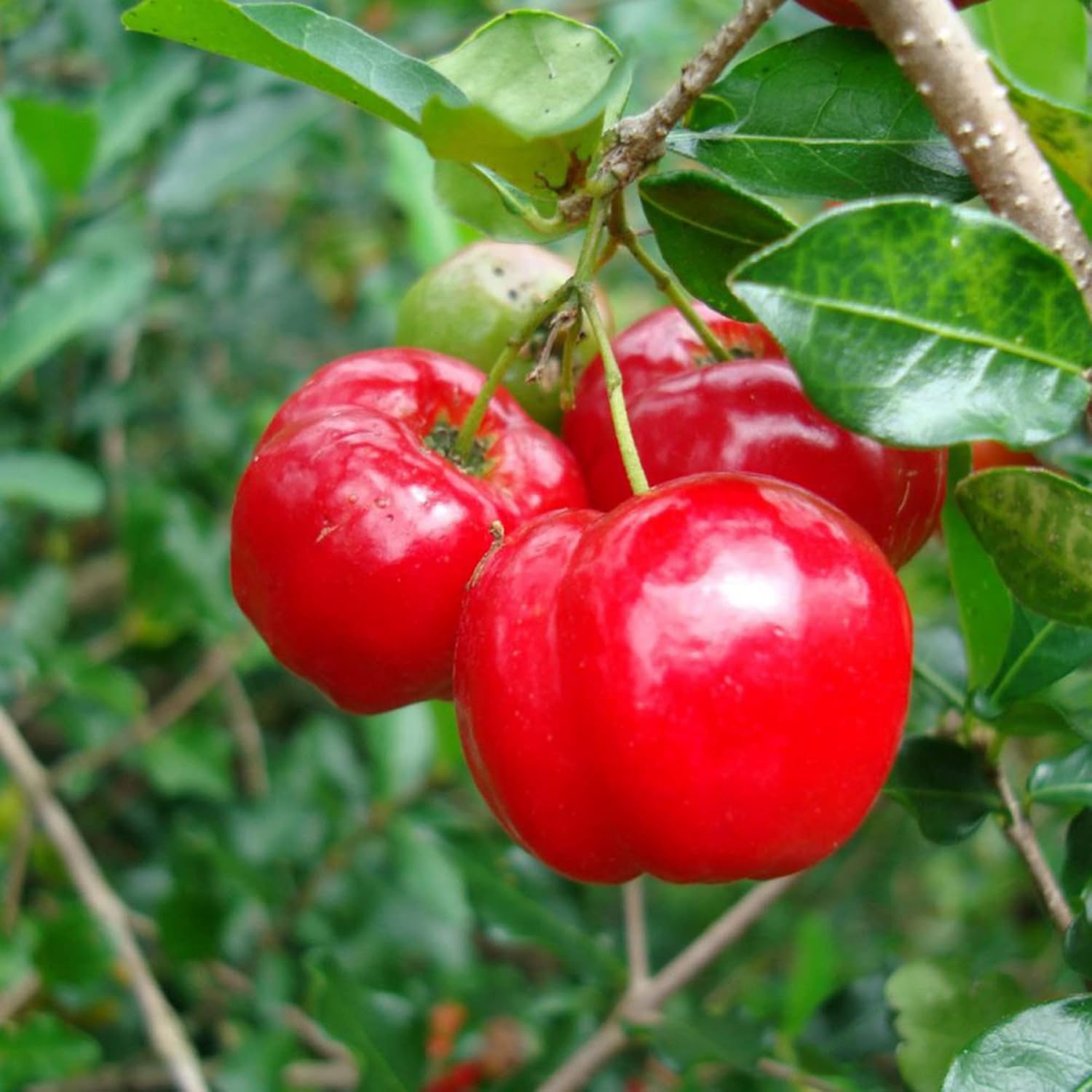 Barbados-Kirschsamen Acerola, Malpighia Emarginata, tropische Frucht, reich an Vitamin C und A, für Säfte, kulinarisch, 10 Stück Fruchtsamen 