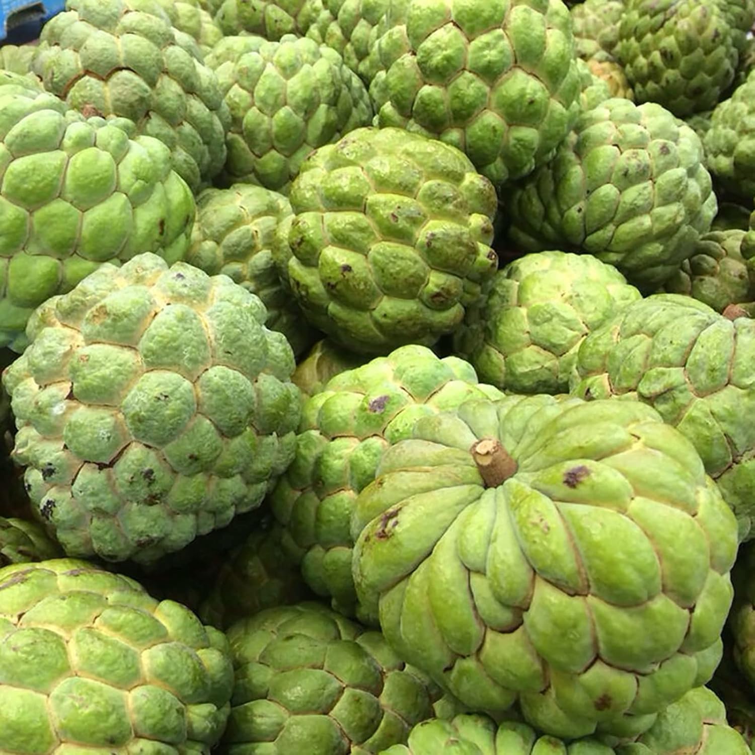 Sugar Apple Tropical Fruit Plant Tree – Sweet Exotic Fruit for Gardens – 1 Pc