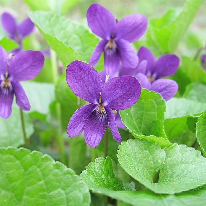Viola Odorata 'Queen Charlotte' Seeds, Sweet Violet, Fragrant Blooms and Unique Coloration, Perennial for Shaded Borders and Containers