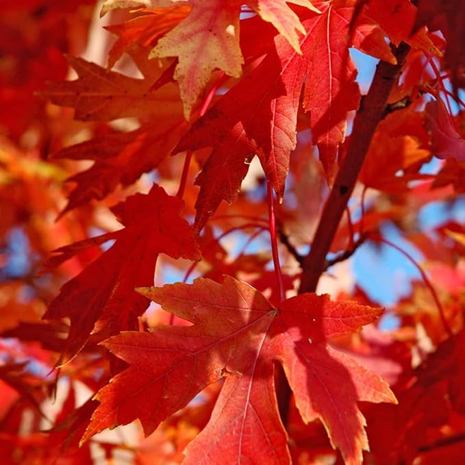 Autumn Blaze Ahornbaumsamen - Freeman-Ahorn, schnell wachsend, trockenheitsresistent, pflegeleicht für Terrasse und Beeteinfassungen - 60 Stück
