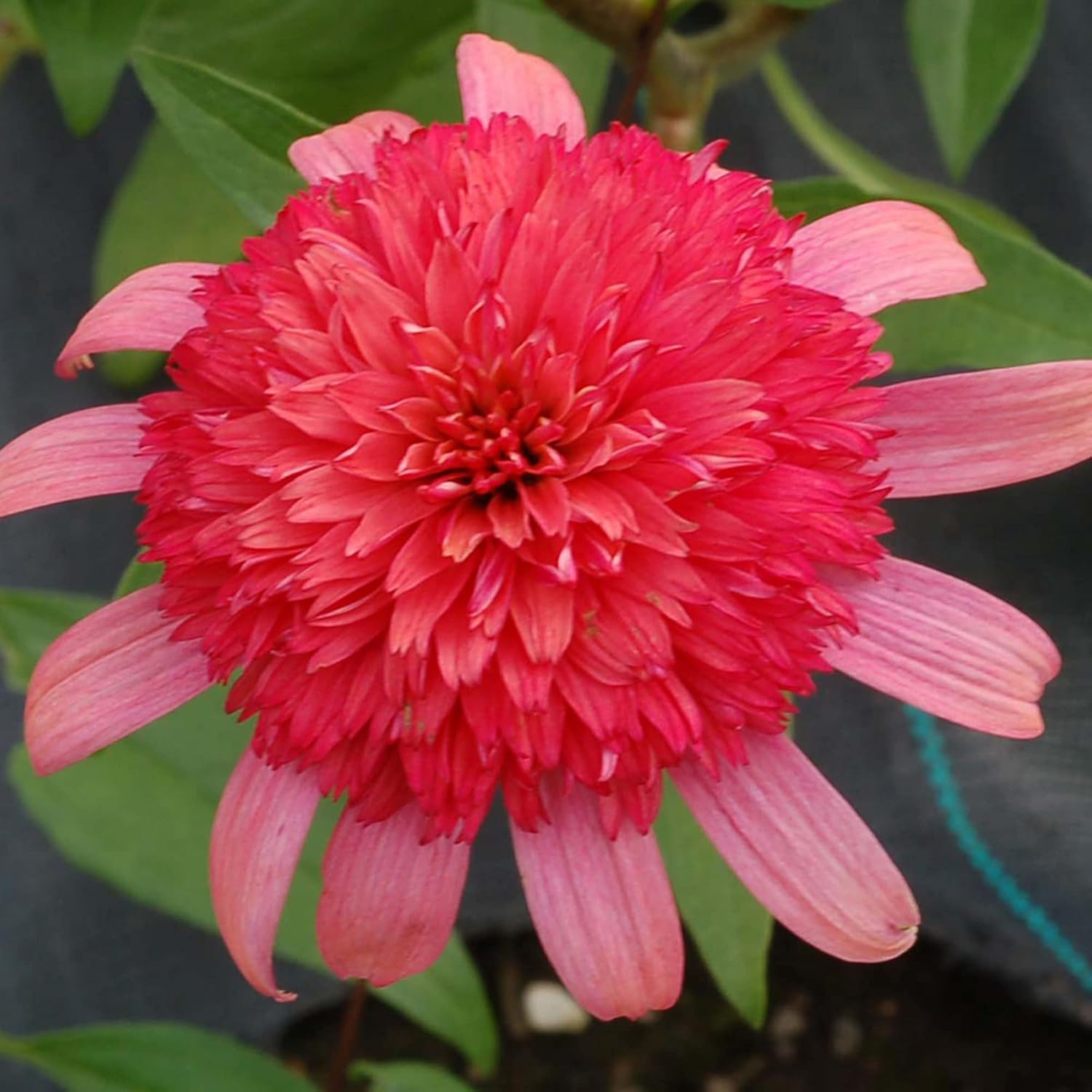 Echinacea 'Secret Passion' Seeds | Perennial Ornamental Flower Seeds | Fragrant Blooms to Attract Butterflies & Bees | Ideal for Garden Beds & Borders | Outdoor Planting | 5 Pcs