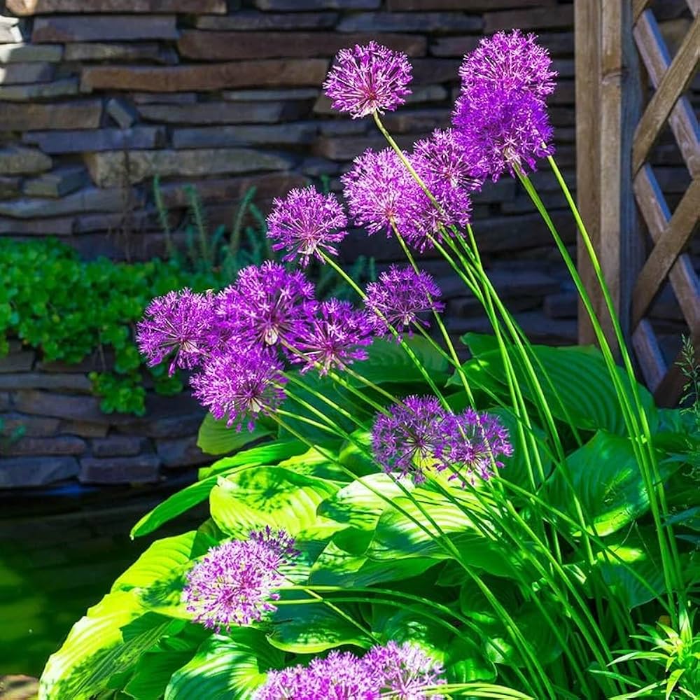 Semillas de Allium Hollandicum 'Purple' – Variedad Premium de Flor Ornamental para Mejorar el Jardín