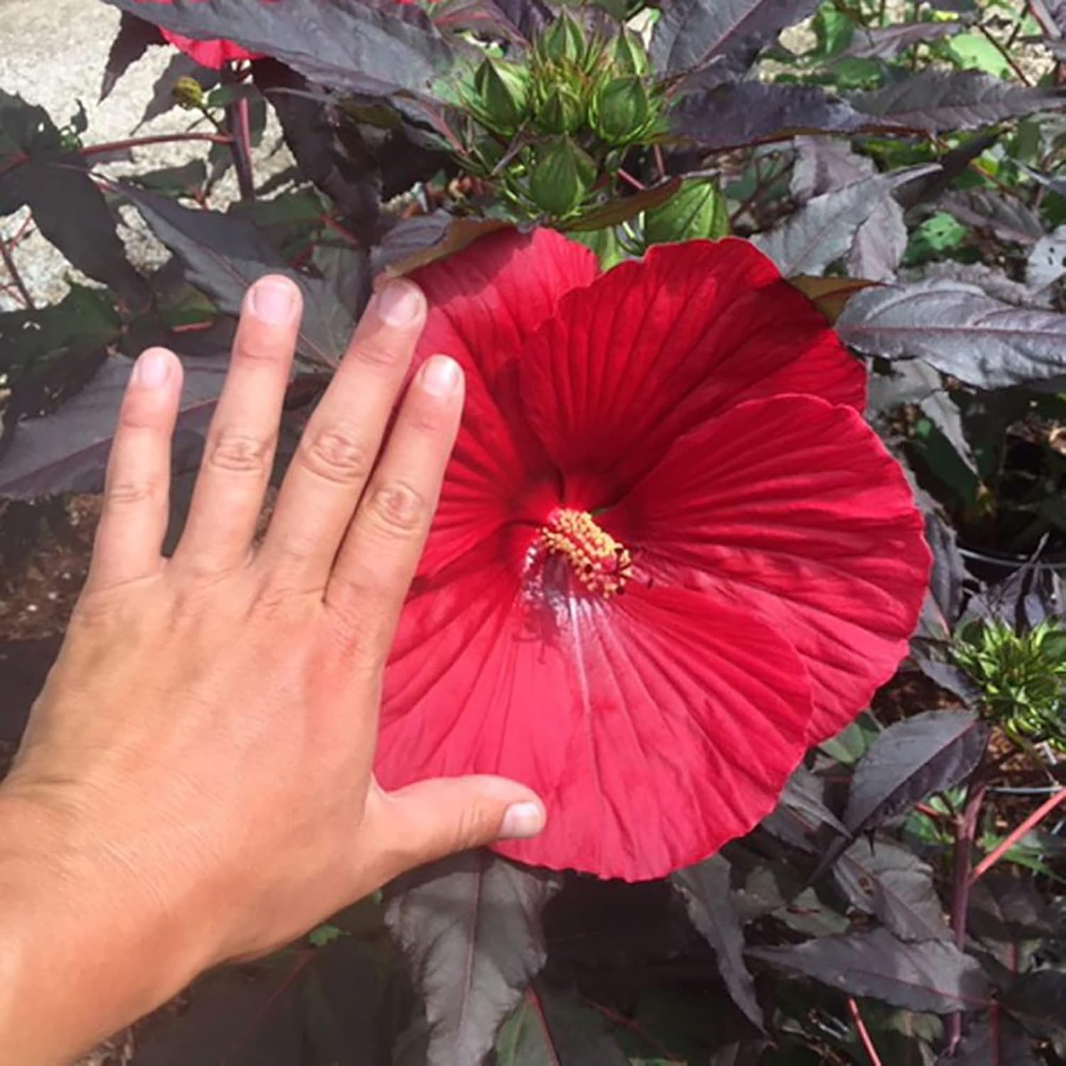 Garden  Giant Hibiscus Seeds  Dinnerplate Hibiscus  Moscheutos Swamp Mallow  Perennial Hardy Ornamental Plant  Outdoor Flower Seeds