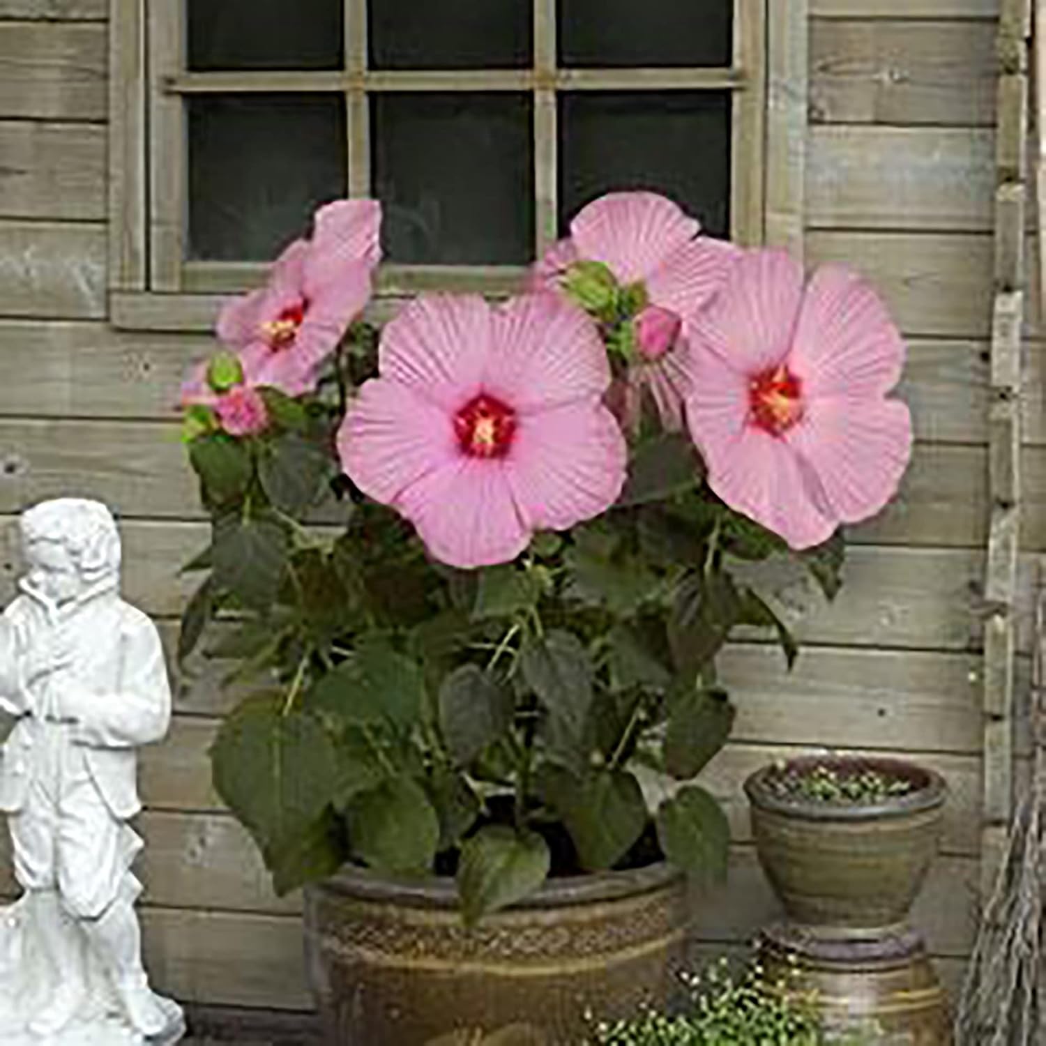 Garden  Giant Hibiscus Seeds  Dinnerplate Hibiscus  Moscheutos Swamp Mallow  Perennial Hardy Ornamental Plant  Outdoor Flower Seeds