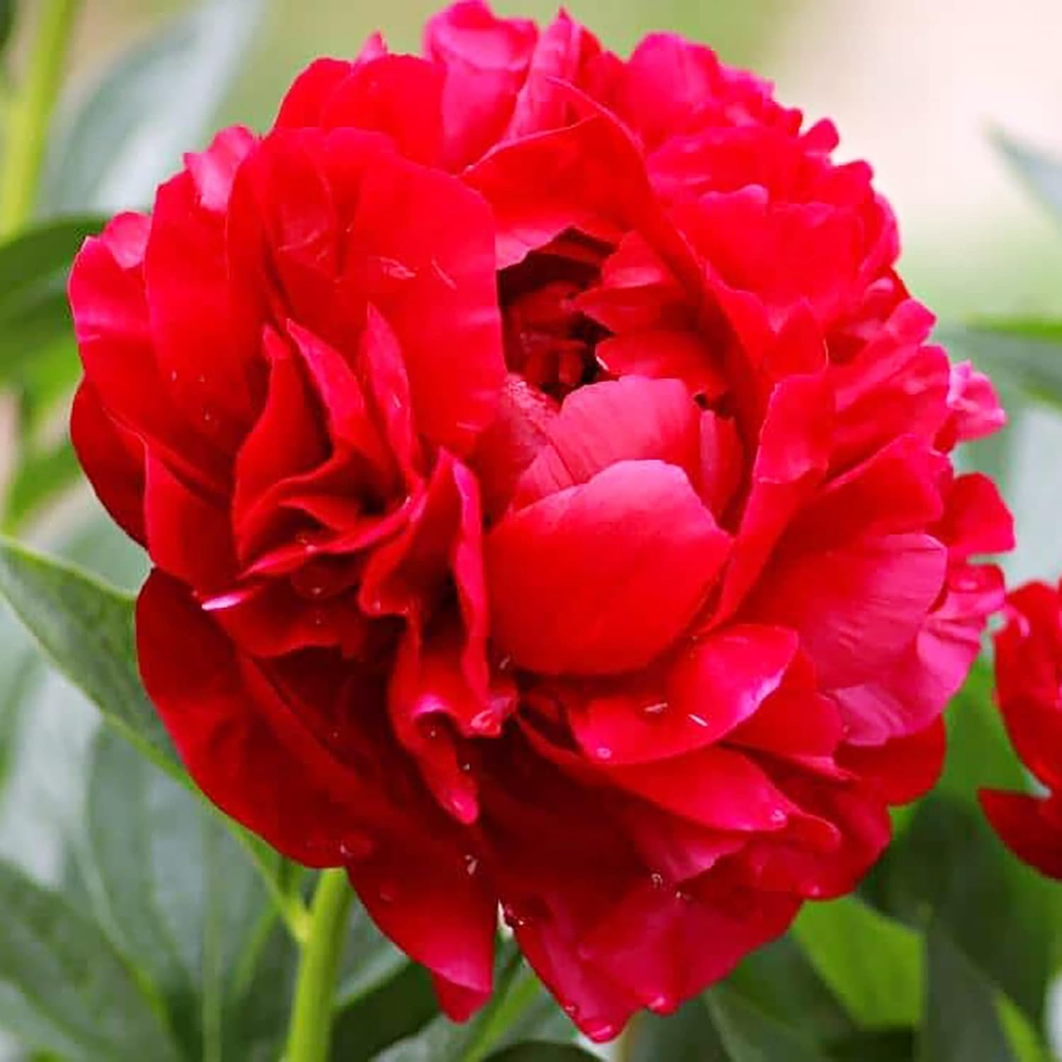 Pfingstrosensamen, beliebte mehrjährige Blütepflanze mit großen duftenden Blüten für Gärten und Blumenarrangements – 50 Stück