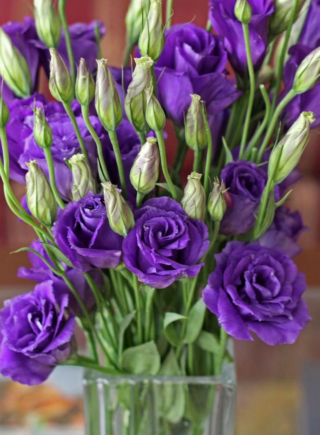 Graines de Lisianthus Rosita 2 Purple – Fleurs pourpres riches pour jardins élégants et bouquets